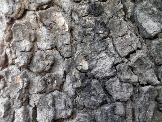 Tree bark texture