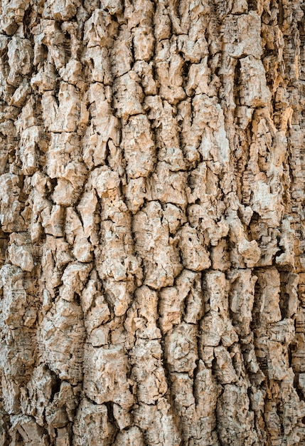 Tree bark texture