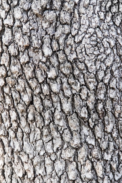 Tree bark texture