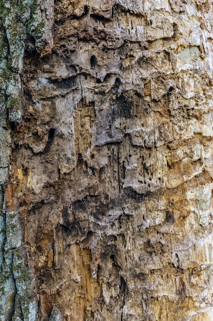 Tree bark texture