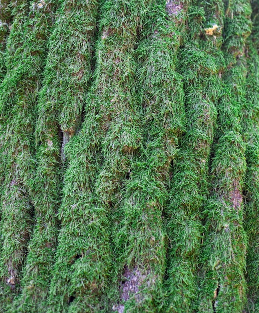 Tree bark with green moss and lichen Natural background