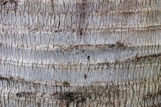 Tree bark wood  texture background