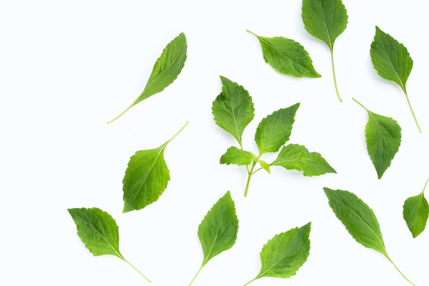 Tree Basil leaves Ocimum gratissimum on white background