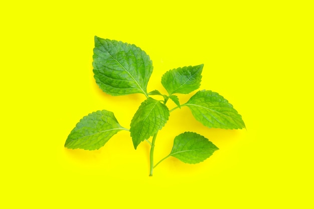 Tree Basil leaves (Ocimum gratissimum) on yellow background.