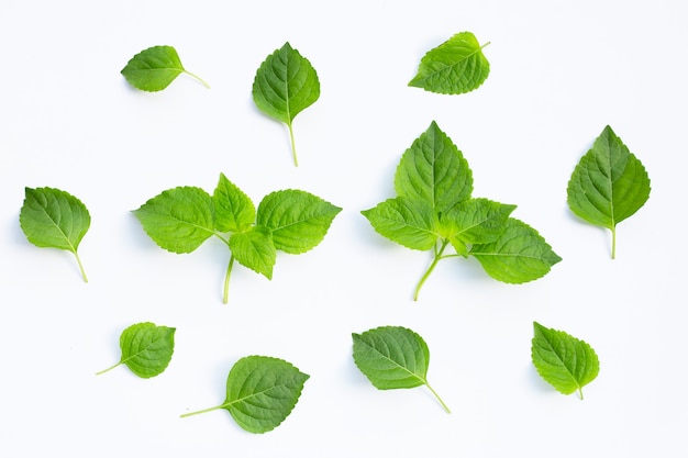 Tree Basil (Ocimum gratissimum).