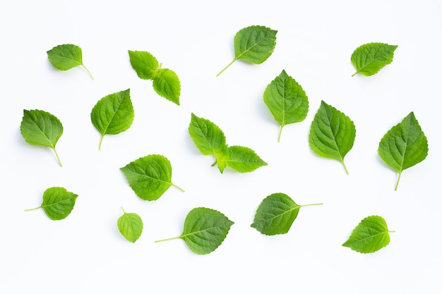 Tree Basil (Ocimum gratissimum).