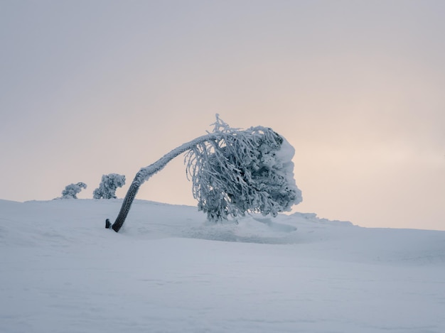 A tree bent by frost on a snowy winter slope The fir tree is covered with snow on the background of sunset Harsh northern nature background