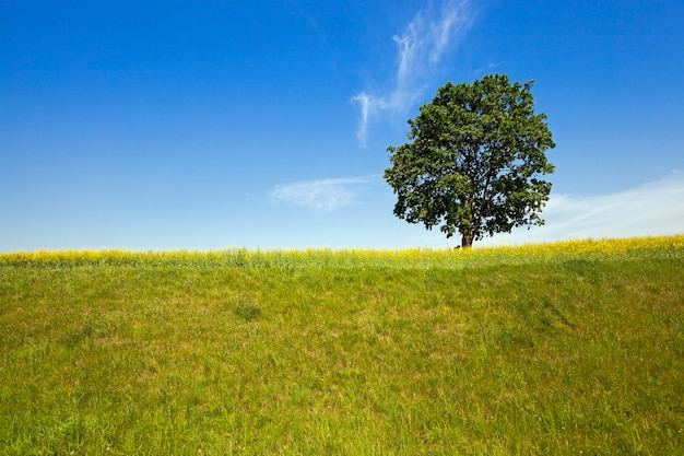 The tree of a birch growing in a field on which grow up plants