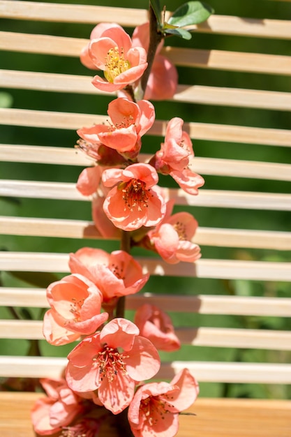 Tree bloom beautiful flowers on a background