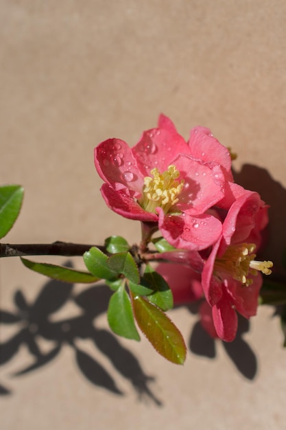 Tree bloom beautiful flowers on a background