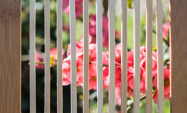 Tree bloom blossom beautiful flowers on a background