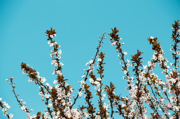 Tree bloom blossom beautiful flowers in spring