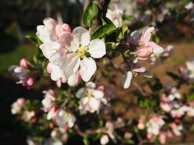 A tree blooming with white flowers Cherry apple plum or sweet cherry in a flowering state Delicate white petals A very beautiful blooming spring garden