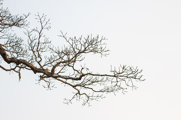 Tree and blue sky background