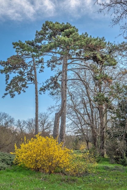 Tree in the Botanical Garden of Odessa Ukraine