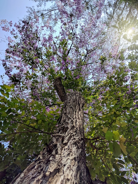 Tree, bottom view