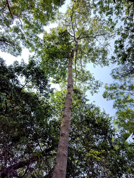 Tree, bottom view