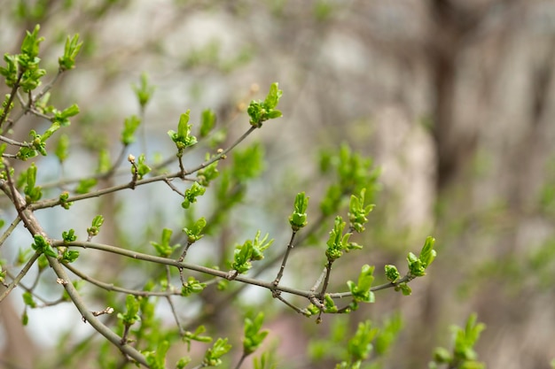 Tree branch the first leave in spring buds in the trees bloom on a blurry background selective focus