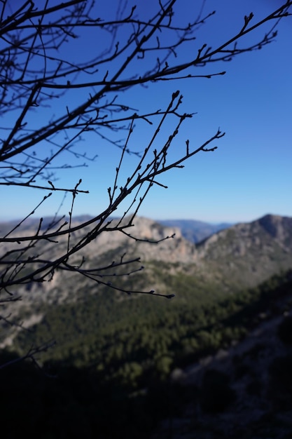 A tree branch hangs over a mountain with a mountain in the background.