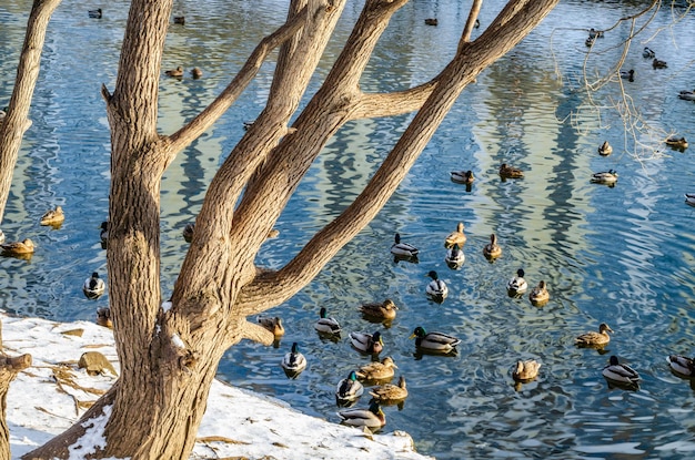 A tree branch is in the foreground of a pond with ducks in the background.