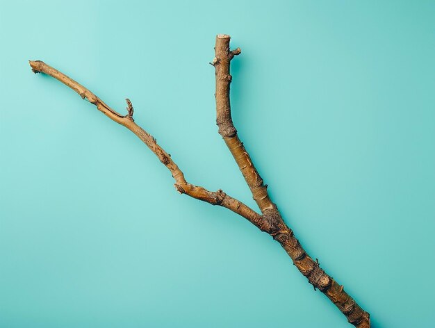 Photo tree branch isolated on flat color background