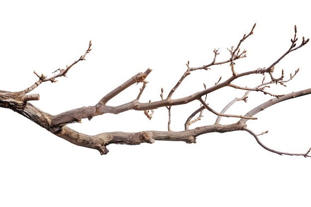 Tree Branch Isolated on White Background