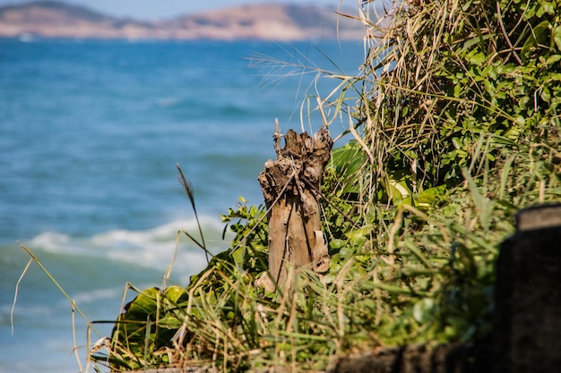 Tree branch outdoors in Rio de Janeiro Brazil