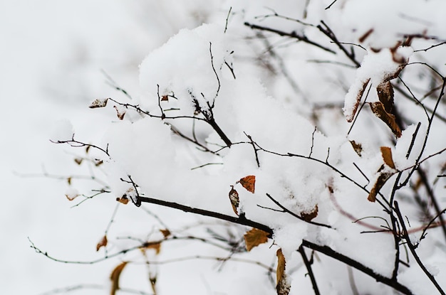 Tree branch under the snow natural vintage winter background macro image