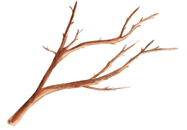 Tree branch watercolor illustration