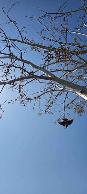 Tree branch with beautiful blue sky photo