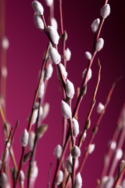 Tree branch with buds background