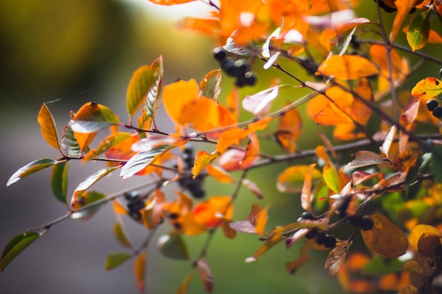 Tree branch with colorful autumn leaves and black berries closeup Autumn background Beautiful natural strong blurry background with copyspace