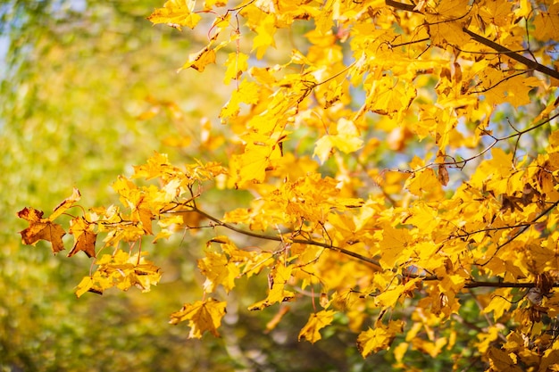 Tree branch with colorful autumn leaves close up Autumn background Beautiful natural strong blurry background with copyspace