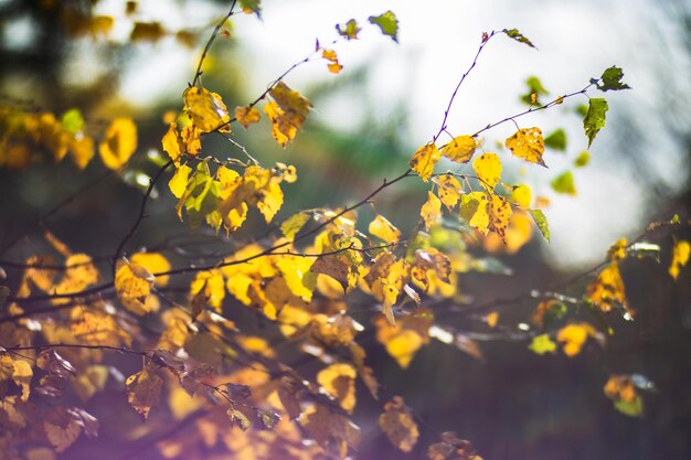 Tree branch with colorful autumn leaves close up Autumn background Beautiful natural strong blurry background with copyspace