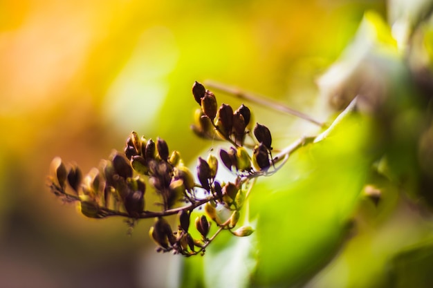 Tree branch with colorful autumn leaves close up Autumn background Beautiful natural strong blurry background with copyspace