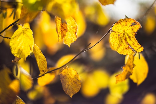 Tree branch with colorful autumn leaves close up Autumn background Beautiful natural strong blurry background with copyspace