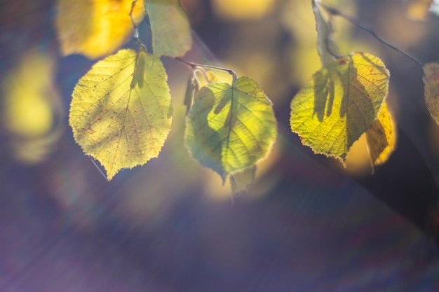 Tree branch with colorful autumn leaves close up Autumn background Beautiful natural strong blurry background with copyspace