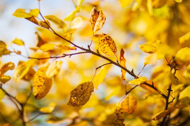 Tree branch with colorful autumn leaves close up Autumn background Beautiful natural strong blurry background with copyspace