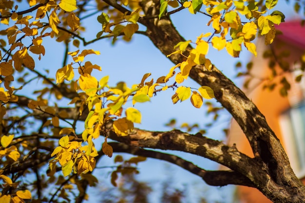 Tree branch with colorful autumn leaves close up Autumn background Beautiful natural strong blurry background with copyspace