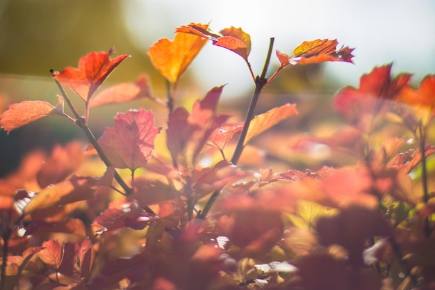 Tree branch with colorful autumn leaves close up Autumn background Beautiful natural strong blurry background with copyspace