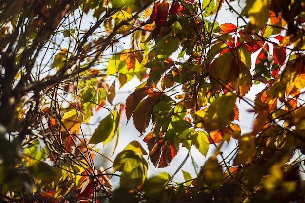 Tree branch with colorful autumn leaves close up Autumn background Beautiful natural strong blurry background with copyspace