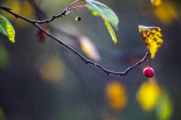 Tree branch with colorful autumn leaves and red berries closeup Autumn background Beautiful natural strong blurry background with copyspace