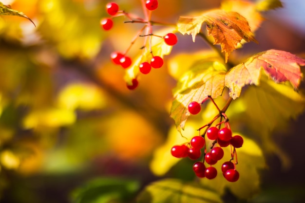 Tree branch with colorful autumn leaves and red berries closeup Autumn background Beautiful natural strong blurry background with copyspace