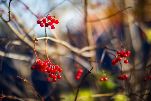 Tree branch with colorful autumn leaves and red berries closeup Autumn background Beautiful natural strong blurry background with copyspace