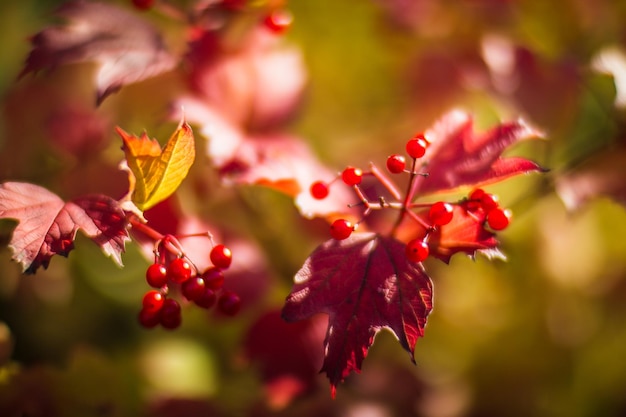 Tree branch with colorful autumn leaves and red berries closeup Autumn background Beautiful natural strong blurry background with copyspace