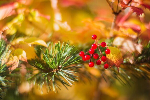 Tree branch with colorful autumn leaves and red berries closeup Autumn background Beautiful natural strong blurry background with copyspace