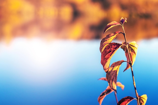 Tree branch with dry autumn leaves on the background of the river on a sunny day copy space