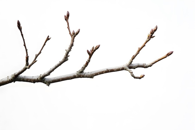 Photo a tree branch with emerging buds against a white background