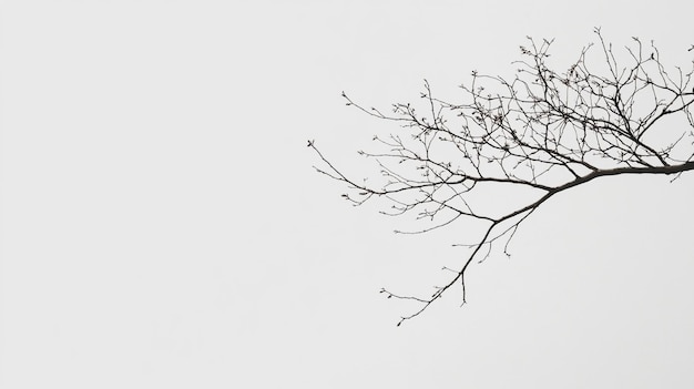 Photo a tree branch with a few leaves that have been frozen in the winter