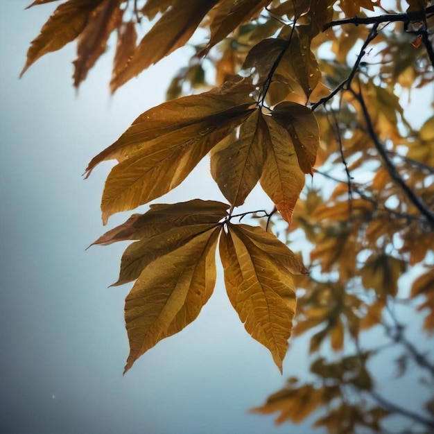 a tree branch with a few leaves that have yellow leaves